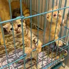 4 كيتن مع الام