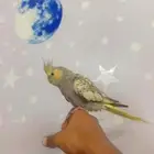 فرخ كروان اليف