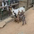 ماعز عمانية متابيع