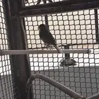 ذكر كناري تغريد شرط