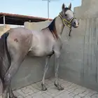مهر عربي شعبي للبيع