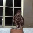 حر من حر للبيع