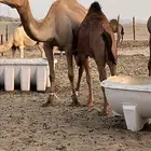 بكره للبيع فل مشاءالله تبارك الله على لبن امها عمرها 6 شهور