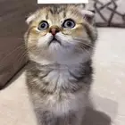 كيتن سكوتش انثى