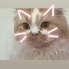 قطه للتبني