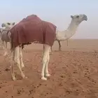 حواره حيسونيه البيع