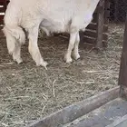 مشروع فحل حري