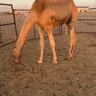 قعود اصيل هجن امه منسوبه وابوه منسوب