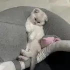 قطه كيتن سكوتش شيرازي