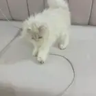 قطه اليفه