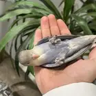 روز اليف جدااا