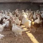 صوص دجاج لوهمان