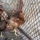 دجاجه اندنوسيه عليها ثلاث فروخ بلدي