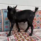 تيس ماعز قزمي