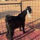 تيس مخصي حد الغلاق