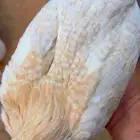 يوجد فيومي روز (لون جديد) للبيع