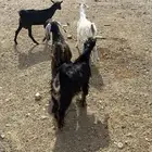 تيوس