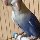 لاول متصل الحق ماتلحق