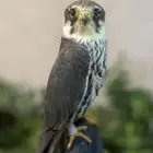 للبيع بكه او ام طويق