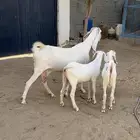 عنز بيضاء تحتها اثنين
