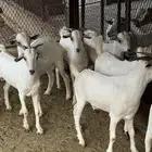 تيوس اضاحي للبيع 5