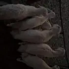 خرفان للبيع