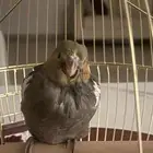 طير كروان