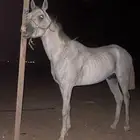 حصان واهو للبيع