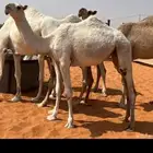 بكرة مفروده للبيع ساسها تماميه