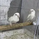 زوج روز البينو