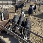 جفار ذبايح او مقنوي طيبه بالحيل( تم البيع )