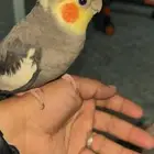 كروان ذكر اليف