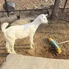 بهم تربيه