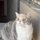 ابي قط ذكر للتزاوج   القطه سكوتش هجين برتش عمرها سنه