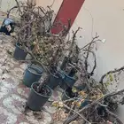 شتلات عنب