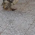 صوص براهما