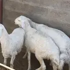 حري خرفان