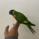 لوري سوانسو