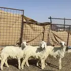 طليان حريه للبيع