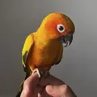 صن كنيور اليف