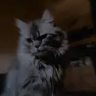 قط ذكر للبيع