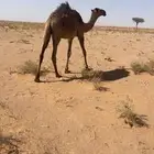 قعود مفرود