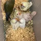 فروخ روز غر جملة وتفريد