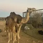 خلفه حمرا طيبه منيحه هديه لبنها طيب