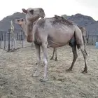 حمراء شمالية