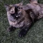 قطه ضايعه