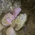 فروخ روز غر للبيع