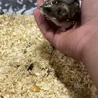 هامستر متربي ويا الخشب والأكل ويا الحوض ويا الألعاب سوم