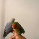 ببغاء روز اليف