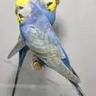 جوز رينبو منتج معه 4 فروخ
